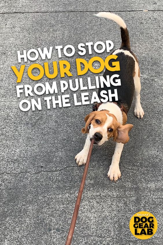 How To Teach PERFECT Recall! Stop Your Dog Ignoring You Off Leash!