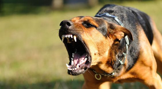 Can My Dog Help Fix Another Dog’s Aggression?