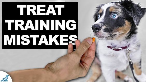 Avoiding Common Dog Training Mistakes